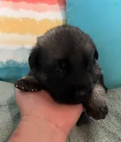 AKC Boy #2, a male German Shepherd Dog for sale in Rocky Mount, VA – 5 of 8