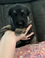 AKC Girl #1, a female German Shepherd Dog for sale in Rocky Mount, VA – 3 of 8