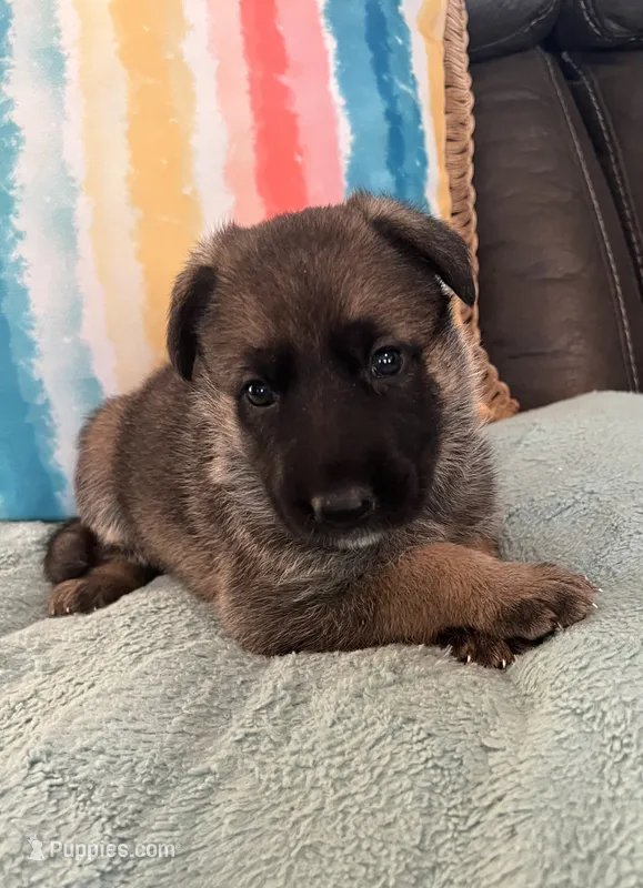 AKC Girl #2 – German Shepherd Dog puppy for sale in Rocky Mount, VA