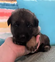 AKC Girl #3, a female German Shepherd Dog for sale in Rocky Mount, VA – 2 of 7