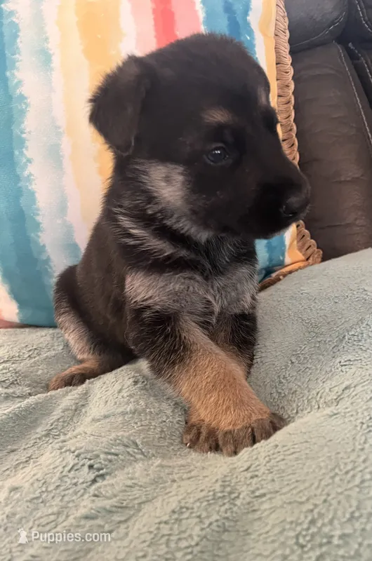 AKC Girl #1 – German Shepherd Dog puppy for sale in Rocky Mount, VA