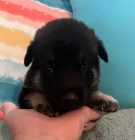 AKC Girl #1, a female German Shepherd Dog for sale in Rocky Mount, VA – 5 of 7