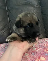 AKC Girl #3, a female German Shepherd Dog for sale in Rocky Mount, VA – 4 of 8