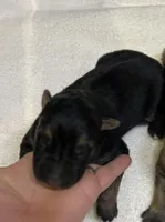 AKC Boy #1, a male German Shepherd Dog for sale in Rocky Mount, VA – Photo 3 of 5