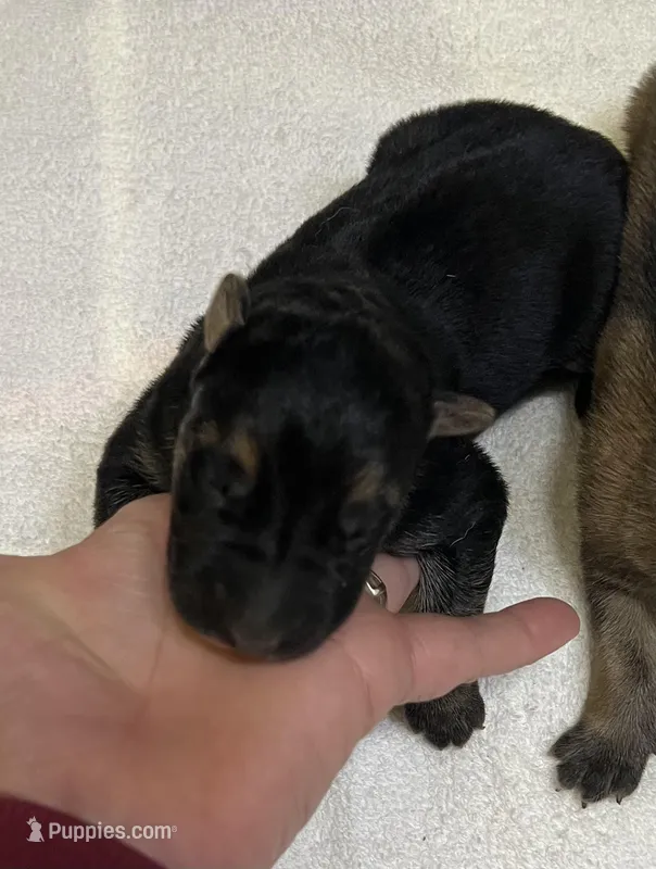 AKC Boy #1 – German Shepherd Dog puppy for sale in Rocky Mount, VA