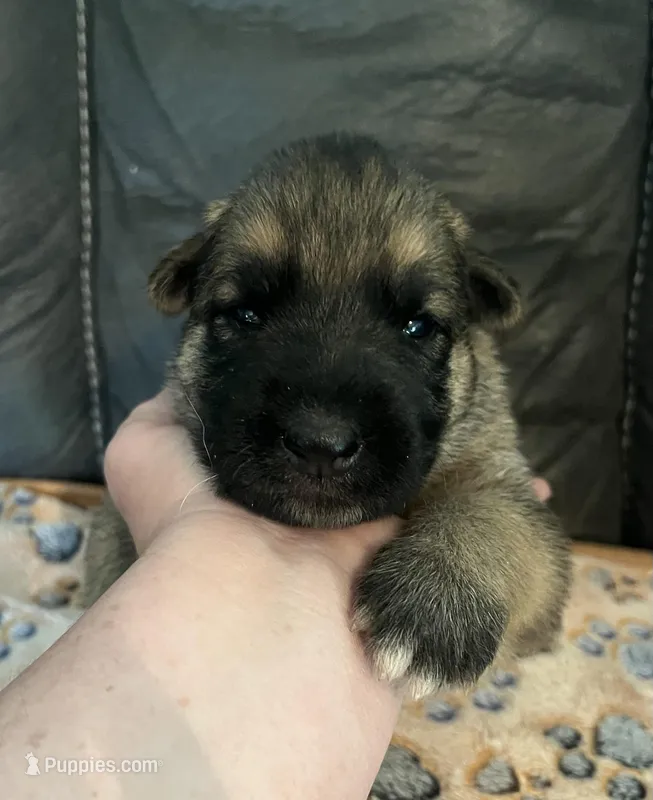 AKC Boy #2 – German Shepherd Dog puppy for sale in Rocky Mount, VA