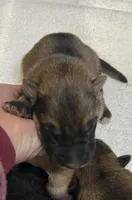 AKC Boy #2, a male German Shepherd Dog for sale in Rocky Mount, VA – Photo 2 of 4