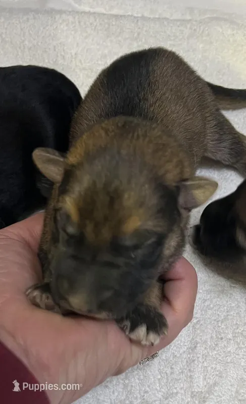 AKC Boy #2 – German Shepherd Dog puppy for sale in Rocky Mount, VA