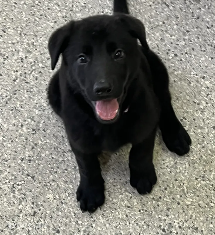AKC Purple Girl – German Shepherd Dog puppy for sale in Rocky Mount, VA