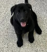AKC Purple Girl, a female German Shepherd Dog for sale in Rocky Mount, VA – 1 of 10