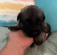 AKC Boy #2, a male German Shepherd Dog for sale in Rocky Mount, VA – 6 of 8