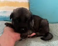 AKC Boy #2, a male German Shepherd Dog for sale in Rocky Mount, VA – 4 of 8