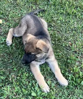 AKC Girl #3, a female German Shepherd Dog for sale in Rocky Mount, VA – 2 of 8