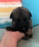 AKC Girl #2, a female German Shepherd Dog for sale in Rocky Mount, VA – 5 of 7