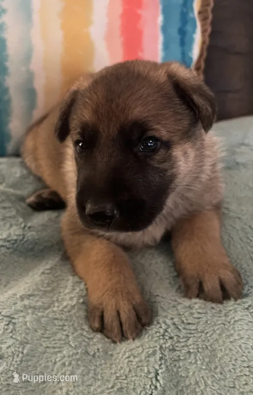 AKC Boy #1 – German Shepherd Dog puppy for sale in Rocky Mount, VA