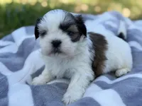 Shenanigan, a male Shih Tzu for sale in Kiln, MS – Photo 3 of 4