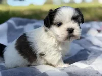 Shenanigan, a male Shih Tzu for sale in Kiln, MS – Photo 2 of 4