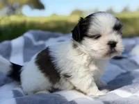 Shenanigan, a male Shih Tzu for sale in Kiln, MS – Photo 1 of 4