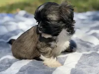 WasaBi , a male Shih Tzu for sale in Kiln, MS – Photo 3 of 6