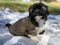 WasaBi , a male Shih Tzu for sale in Kiln, MS – Photo 6 of 6