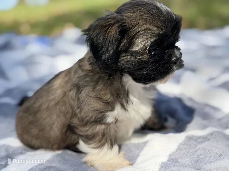 WasaBi  – Shih Tzu puppy for sale in Kiln, MS