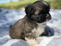 WasaBi , a male Shih Tzu for sale in Kiln, MS – Photo 2 of 6