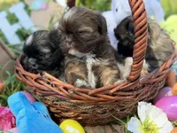 WasaBi , a male Shih Tzu for sale in Kiln, MS – Photo 4 of 6