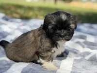 WasaBi , a male Shih Tzu for sale in Kiln, MS – Photo 5 of 6
