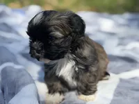 Kimchee , a male Shih Tzu for sale in Kiln, MS – Photo 2 of 4