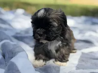 Kimchee , a male Shih Tzu for sale in Kiln, MS – Photo 1 of 4