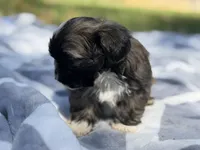 Kimchee , a male Shih Tzu for sale in Kiln, MS – Photo 3 of 4