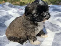 Kimchee , a male Shih Tzu for sale in Kiln, MS – Photo 4 of 4