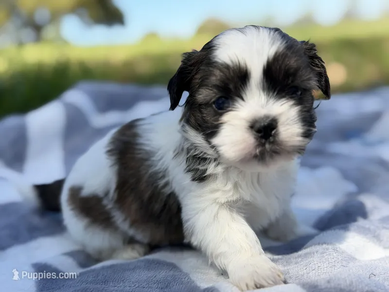 Chaos  – Shih Tzu puppy for sale in Kiln, MS