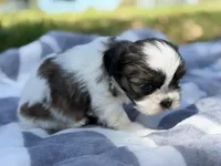 Chaos , a male Shih Tzu for sale in Kiln, MS – Photo 3 of 3