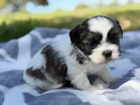 Chaos , a male Shih Tzu for sale in Kiln, MS – Photo 2 of 3
