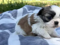 Rowdy, a male Shih Tzu for sale in Kiln, MS – Photo 3 of 3