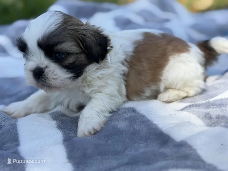 Rowdy – Shih Tzu puppy for sale in Kiln, MS