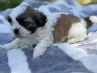 Rowdy, a male Shih Tzu for sale in Kiln, MS – Photo 1 of 3