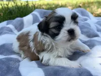 Rowdy, a male Shih Tzu for sale in Kiln, MS – Photo 2 of 3