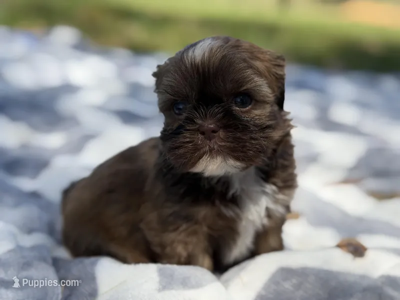 Gizmo – Shih Tzu puppy for sale in Kiln, MS