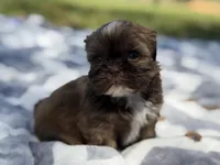 Gizmo, a male Shih Tzu for sale in Kiln, MS – Photo 1 of 3