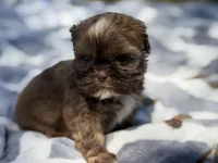 Gizmo, a male Shih Tzu for sale in Kiln, MS – Photo 2 of 3