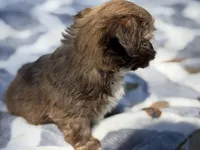 Gizmo, a male Shih Tzu for sale in Kiln, MS – Photo 3 of 3