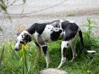 Pharin, a female Catahoula Leopard Dog for sale in Oak Harbor, WA – 3 of 10