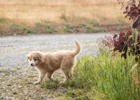 Salt, a male Border Collie for sale in Oak Harbor, WA – 4 of 10