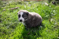 Fezzik, a male Border Collie for sale in Oak Harbor, WA – Photo 4 of 9