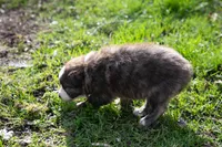 Fezzik, a male Border Collie for sale in Oak Harbor, WA – Photo 2 of 9