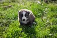 Fezzik, a male Border Collie for sale in Oak Harbor, WA – Photo 6 of 9
