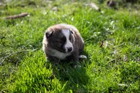 Fezzik, a male Border Collie for sale in Oak Harbor, WA – Photo 9 of 9