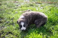 Fezzik, a male Border Collie for sale in Oak Harbor, WA – Photo 5 of 9